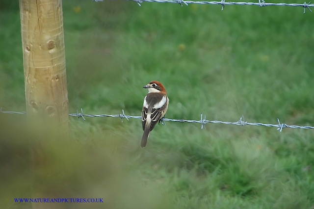 woodchat shrike, woodchat shri-7.jpg - WOODCHAT SHRIKE - HAMBLEDON, HANTS - 9.5.06